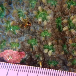 Larger Star Coral, photo 4