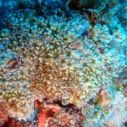 Larger Star Coral, photo 5