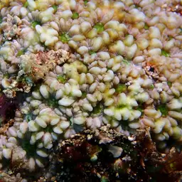 Larger Star Coral, photo 6
