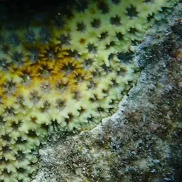 Larger Star Coral, photo 7