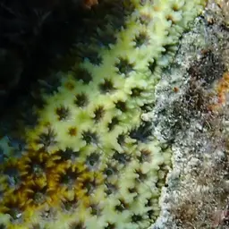 Larger Star Coral, photo 8