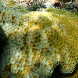 Larger Star Coral, photo 9