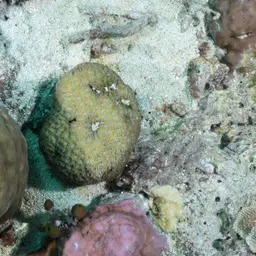 Larger Star Coral, photo 10