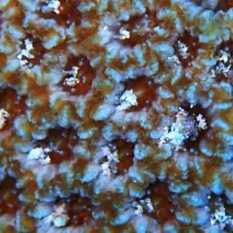 Larger Star Coral, photo 11