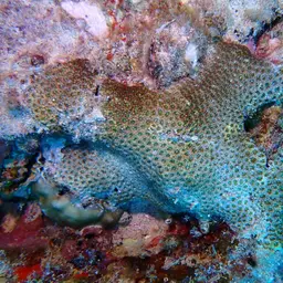 Larger Star Coral, photo 12
