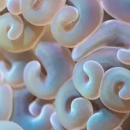 Hammer Coral, photo 3
