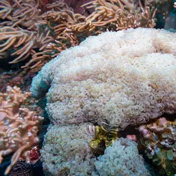 Hammer Coral, photo 4