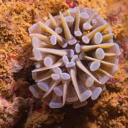Hammer Coral, photo 5