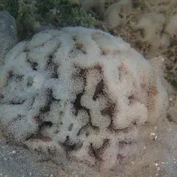 Hammer Coral, photo 6