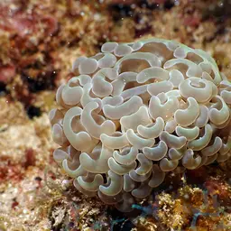 Hammer Coral, photo 7