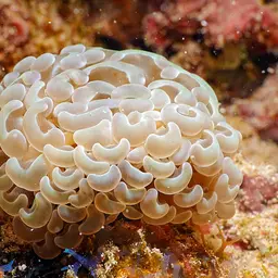 Hammer Coral, photo 8