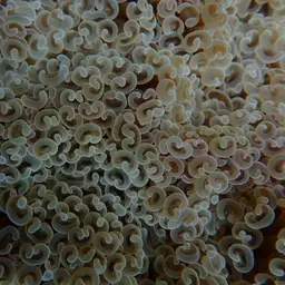 Hammer Coral, photo 9