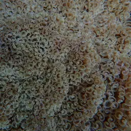 Hammer Coral, photo 10