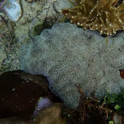 Hammer Coral, photo 11