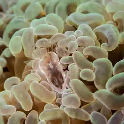 Hammer Coral, photo 12