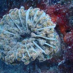 Elegance Coral, photo 4