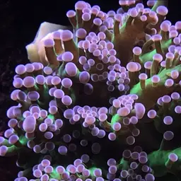 Elegance Coral, photo 6
