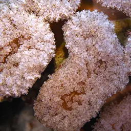 Elegance Coral, photo 7