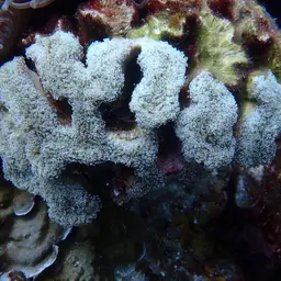 Elegance Coral, photo 9