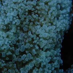 Elegance Coral, photo 10