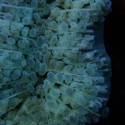 Elegance Coral, photo 11