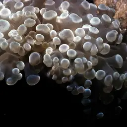Elegance Coral, photo 12