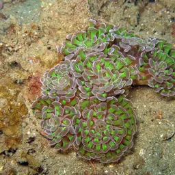 Branching Anchor Coral, photo 1