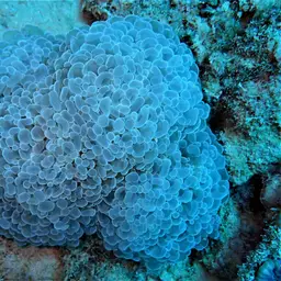 Branching Anchor Coral, photo 2