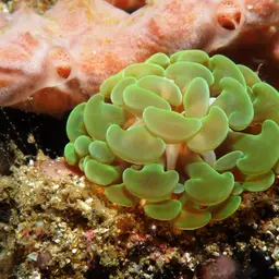 Branching Anchor Coral, photo 3