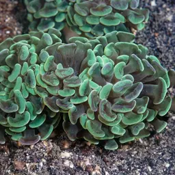 Branching Anchor Coral, photo 4