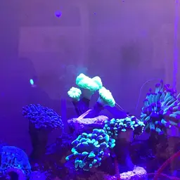 Branching Anchor Coral, photo 5