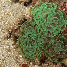 Branching Anchor Coral, photo 6