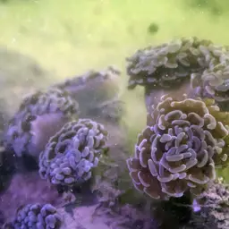 Branching Anchor Coral, photo 7