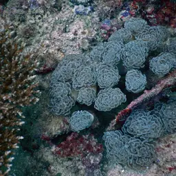 Branching Anchor Coral, photo 8