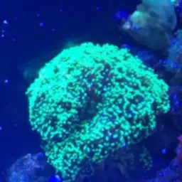 Branching Anchor Coral, photo 9