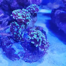Branching Anchor Coral, photo 10