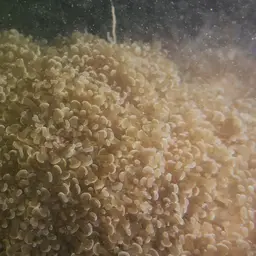 Branching Anchor Coral, photo 11