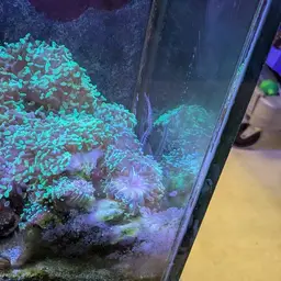 Branching Anchor Coral, photo 12