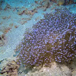 Elegance Coral, photo 1
