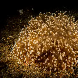 Elegance Coral, photo 2