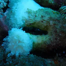 Elegance Coral, photo 3