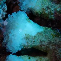 Elegance Coral, photo 4