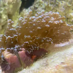 Elegance Coral, photo 5
