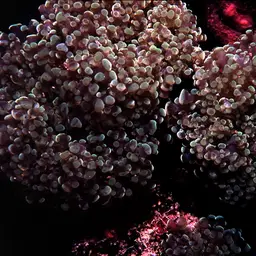 Elegance Coral, photo 6