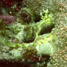 Elegance Coral, photo 7