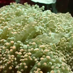 Elegance Coral, photo 8
