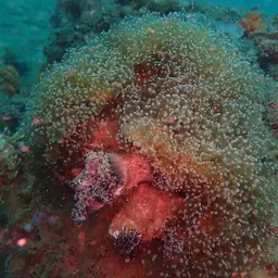 Elegance Coral, photo 9
