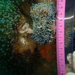 Elegance Coral, photo 10