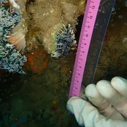 Elegance Coral, photo 11