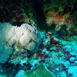 Elegance Coral, photo 12